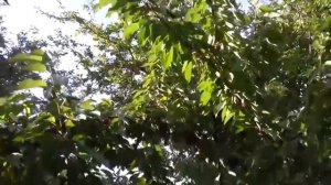 Созрела Черешня Валерий Чкалов  Лучший сорт черешни