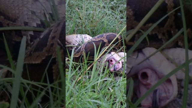 King cobra Vs Python | World's longest venomous snake #snake #snakefight #cobra #python смотреть онлайн