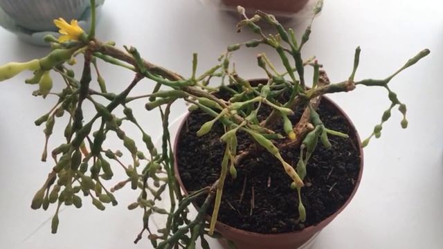 Хатиора танцующие кости