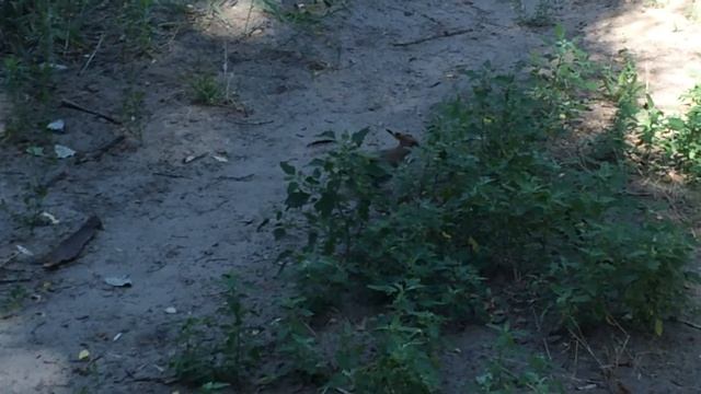2014 07 01 Днепропетровск Удод во дворе смотреть онлайн