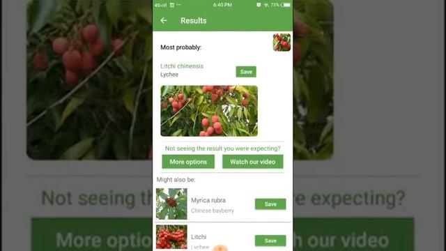 PlantSnap identifies a Lychee (Litchi chinensis) смотреть онлайн