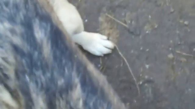 Хорошо воспитанный пёс. / Dog with self-control. смотреть онлайн