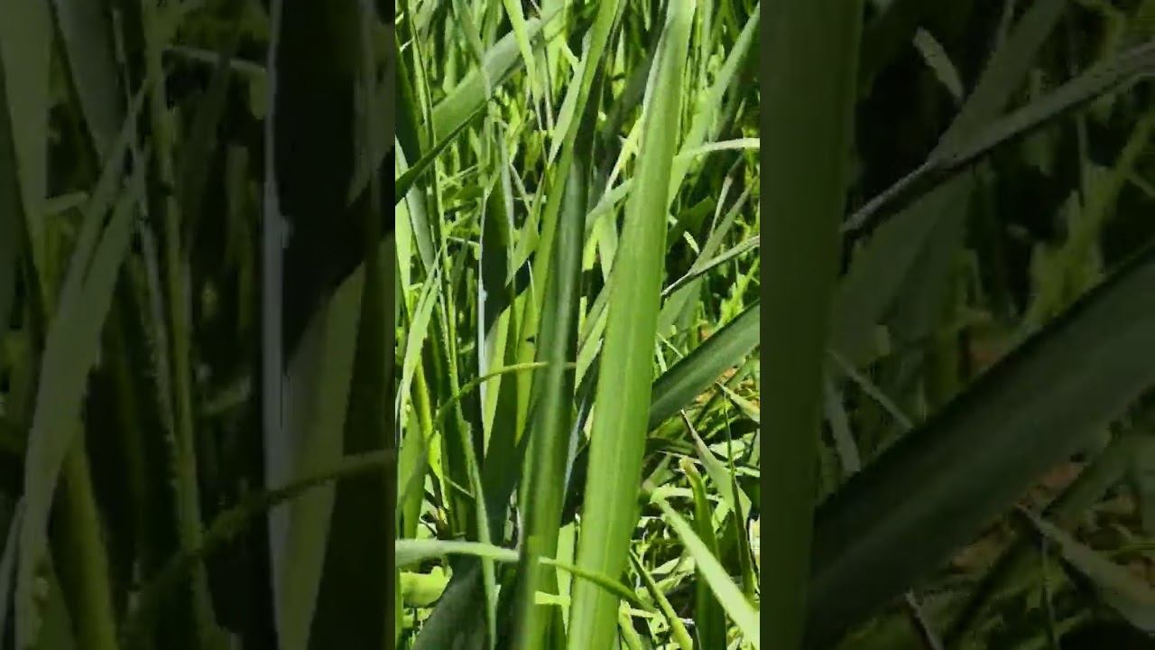 ASMR Steps in the Grass смотреть онлайн