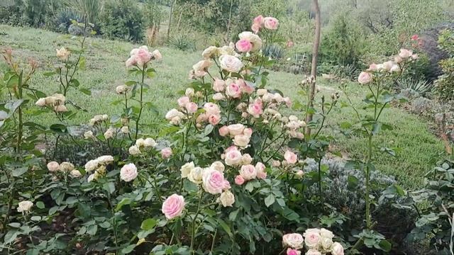 Спрей роза Мімі Еден (Mimi Eden) 2022. смотреть онлайн