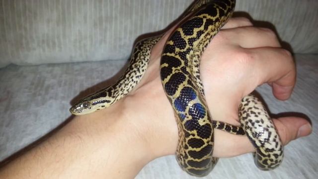 Парагвайская анаконда (Eunectes notaeus). Yellow anaconda. (18.10.2016) смотреть онлайн