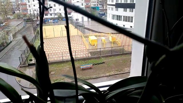 Орхидеи и еще одни мои любимицы смотреть онлайн