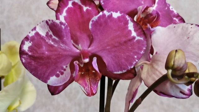 Похвастушки! Три потрясающе красивые орхидеи! 😍🥳 смотреть онлайн