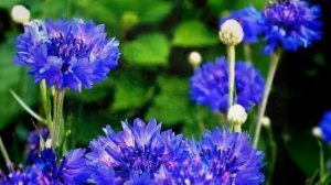 РЕТРО. ВАСИЛЬКИ. Исполняет ВИА "ОРЭРА"