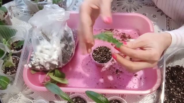 Стрептокарпусы: Грунт, полив и пересадка! смотреть онлайн