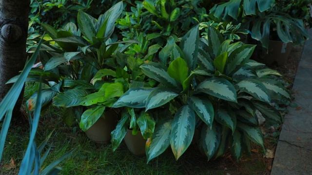 Специалисты на связи \ Комнатные растения \ смотреть онлайн