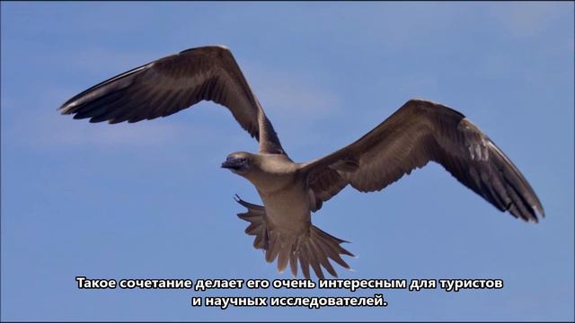 VK9XT Остров Рождества. С сайта dxnews.com смотреть онлайн