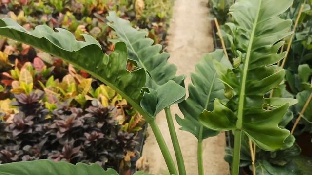 Philodendron Narrow 60cm Height | Live from the Nursery Series смотреть онлайн
