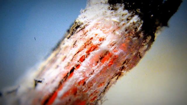 MACRO -  Как горят бамбуковые палочки. Коротко и ясно. Macro Video FullHD. Макросъёмка. Macrolife.