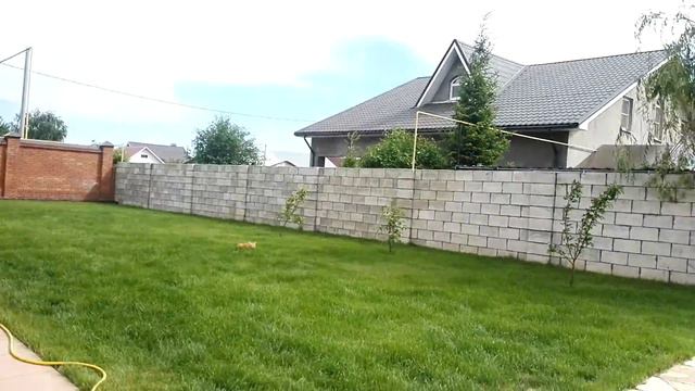 Соскучившийся котёнок смотреть онлайн