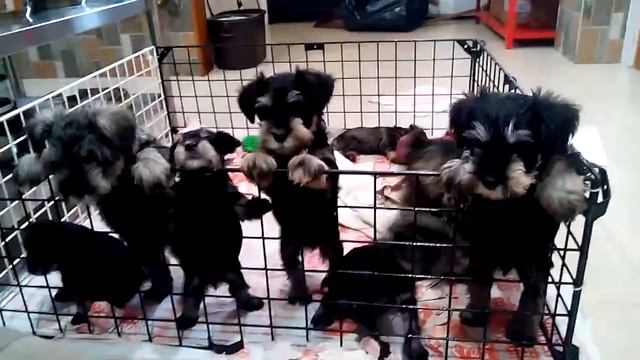 Mini Schnauzers,when the food is ready😂 смотреть онлайн