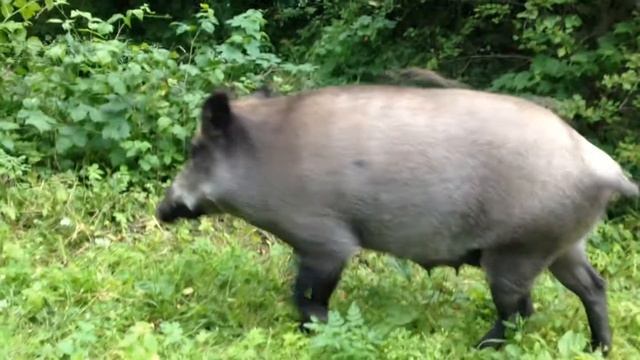 ДА ТАМ КАБАНЯТА! смотреть онлайн