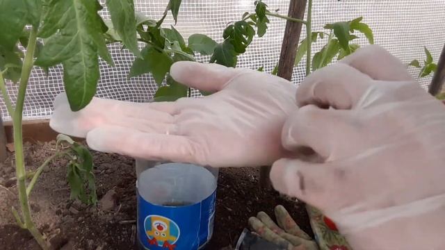 КАК ПОСАДИТЬ ПОМИДОРЫ с корневым поливом!!! смотреть онлайн