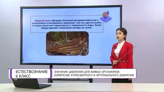 Естествознание. 6 класс. Значение давления для живых организмов смотреть онлайн
