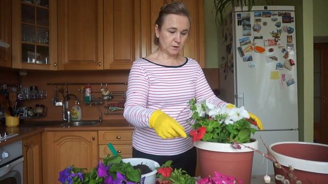 Балконные цветы петуньи. Цветущее великолепие балконов! смотреть онлайн