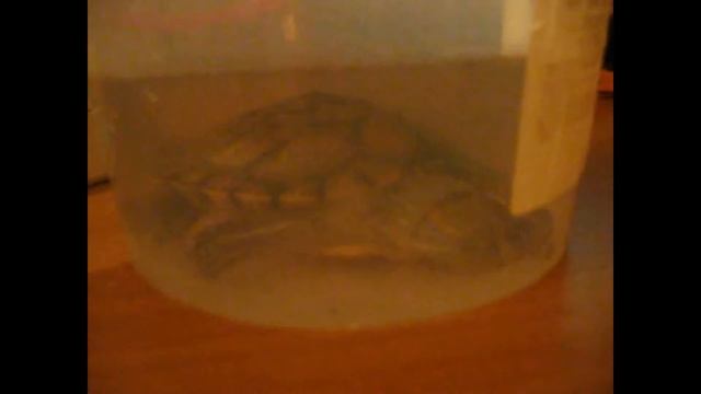 Красноухая черепашка ест мотыля. смотреть онлайн