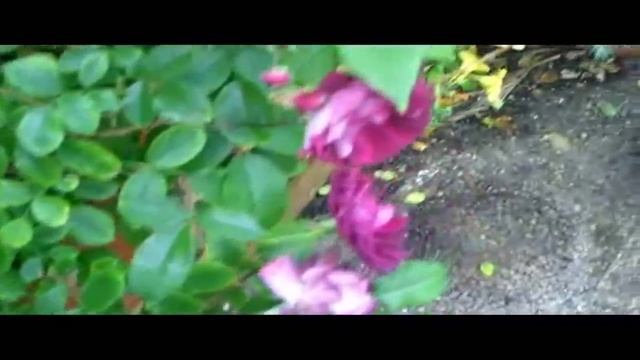 Burgundy Iceberg Rose , http://englishgardener.me/ смотреть онлайн