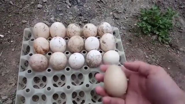 Чем отличаются яйца мускусной утки от яиц башкирской и пекинской утки?! смотреть онлайн