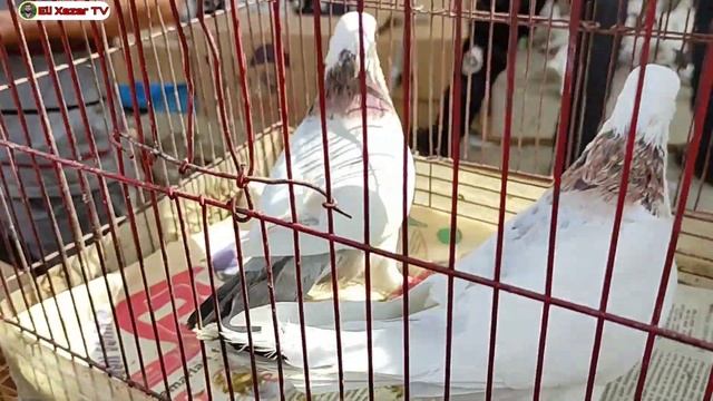 Sabunçu Quş Bazarı 17 sentyabr 2023 смотреть онлайн