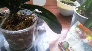 Белые пятна на листьях орхидей. Болезни орхидей. Методы борьбы