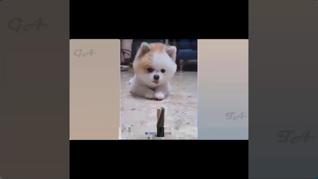 Забавные и смешные видео с домашними питомцами лучшая подборка смотреть онлайн