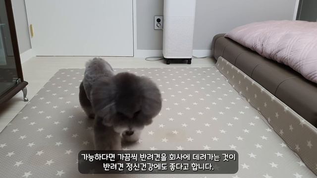 강아지에게 좋아한다고, 사랑한다고 말하는 주인의 행동 TOP 10 【강아지 애정표현, 사랑표현│강아지에게 사랑한다고 표현하는 방법, 10가지 행동】 смотреть онлайн