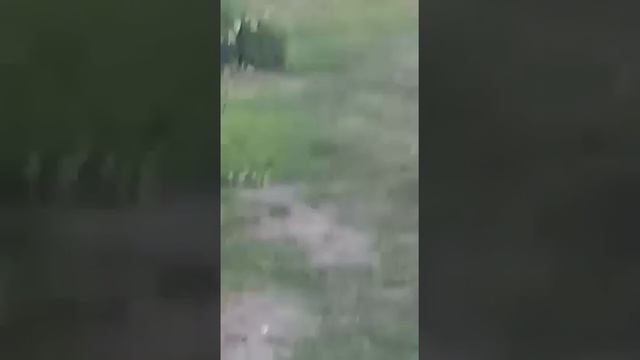 Смотреть до конца. Жили у бабуси.. смотреть онлайн