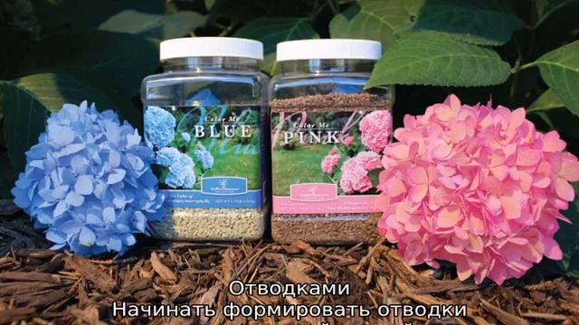 Гортензия садовая: посадка и уход в открытом грунте на Урале смотреть онлайн