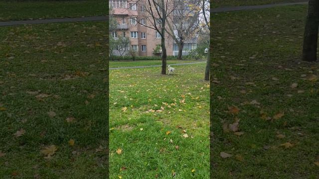 20.10.22 Мы погуляем, трава мокрая, сыро на улице и прохладно, Харьков супер город. смотреть онлайн