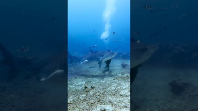 Tiger shark turns on diver смотреть онлайн