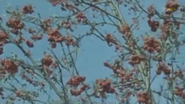 Олександр Таранець - Осiннє золото смотреть онлайн