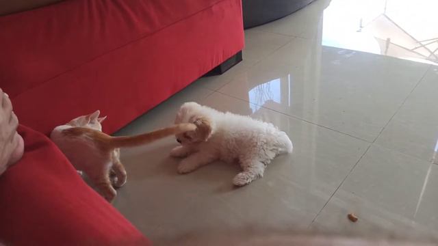 Бой волкодава с тигром!!!