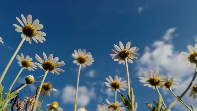 Фридерик Шопен - Сад Эдема (Нежность) смотреть онлайн