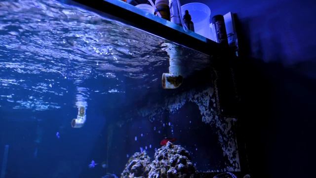 Plate Coral Care Tips - Fungia, Cycloseris, Diaseris, Lithophyllon, Etc.