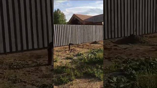 Металлический забор от ЕМПК