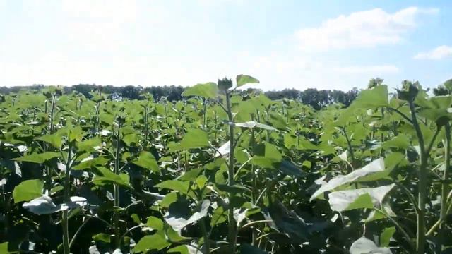 Демонстраційне вирощування соняшника ПП «Насінневе» спільно з ХНАУ ім. В.В. Докучаєва. смотреть онлайн