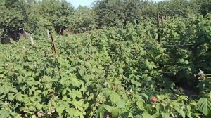 ремонтантные сорта малины || сколько можно собрать малины с 1 сотки ||