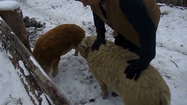 мангалица в сибири продажа 8-924-821-4183 Иркутск смотреть онлайн