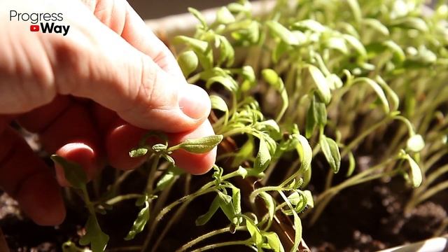 Обязательно сделайте это со всходами томатов чтобы рассада была крепкой смотреть онлайн