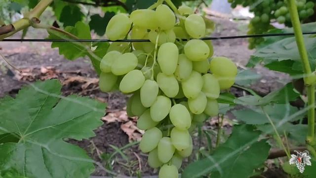 Виноград Зарница. Урожай и особенности гибридной формы смотреть онлайн