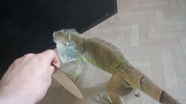 Реакция зелёной игуаны на свое отражение в зеркале смотреть онлайн