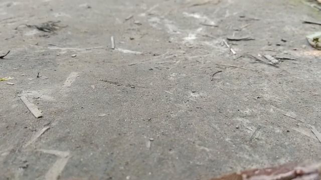 Щитомордник на Зверобое. смотреть онлайн