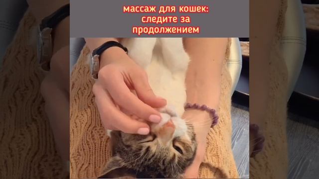 Запуск видеоуроков массажа для кошек? смотреть онлайн
