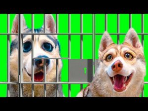 БАНДИТ ДОЛЖЕН СИДЕТЬ В ТЮРЬМЕ!! (Хаски Бублик) Говорящая собака Mister Booble 13+