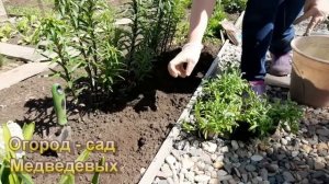 Алиссум – выращивание и уход. Прекрасное бордюрное растение цветущее до заморозков.