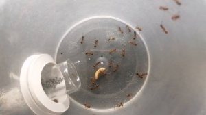 Обзор муравьёв Myrmica rubra. #МуравьиЯрославль